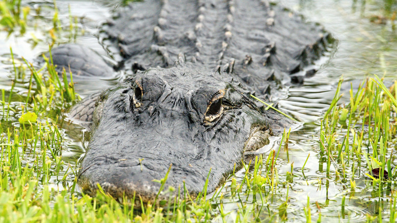 Les yeux, la mâchoire supérieure et le dos d'un alligator américain dépassent de la surface de l'eau.