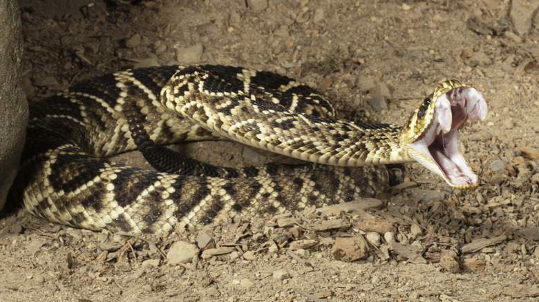 Un serpent à sonnettes à dos diamant de l'Est frappe avec sa gueule large et ses crocs saillants