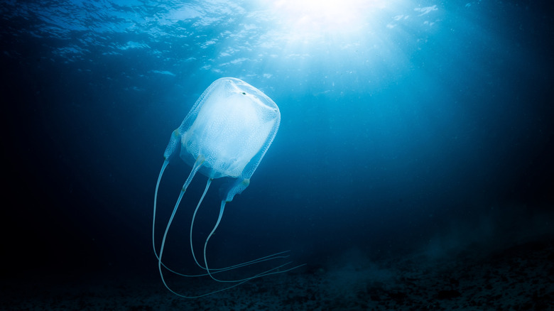 Une méduse-boîte nage dans l'océan avec le soleil qui brille à travers la surface