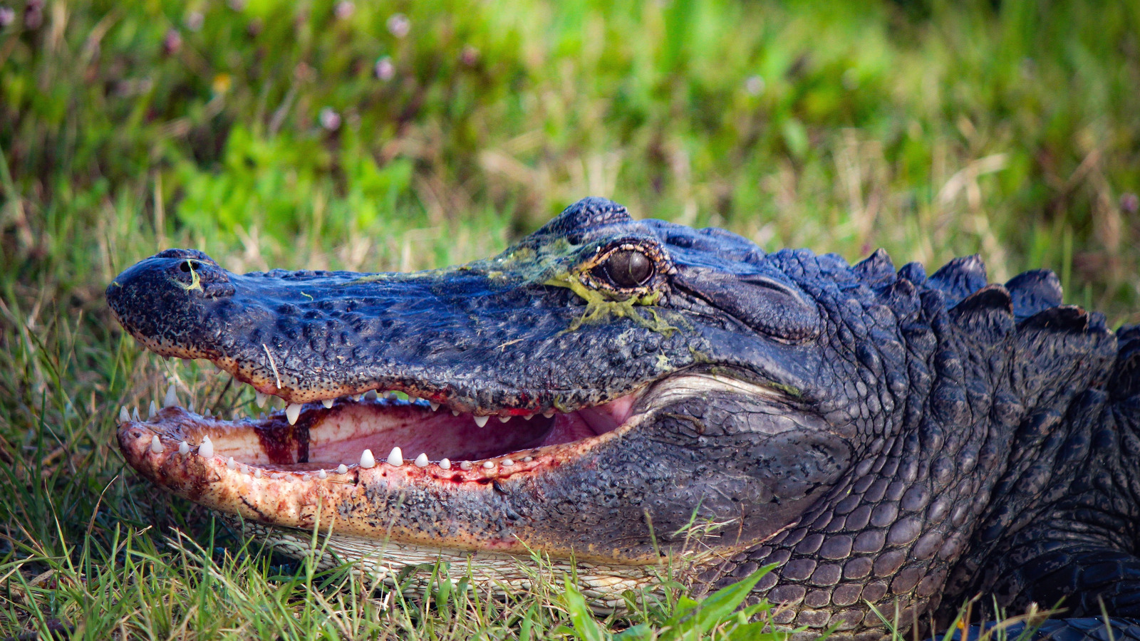 Top 5 des espèces les plus dangereuses en Floride