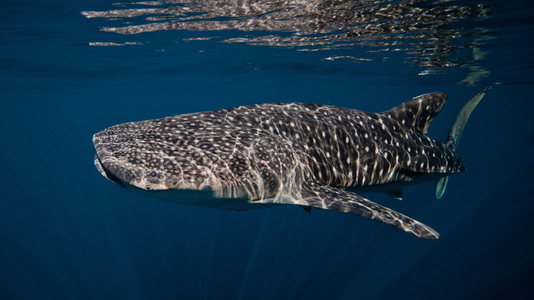 Requin baleine nageant près de la surface