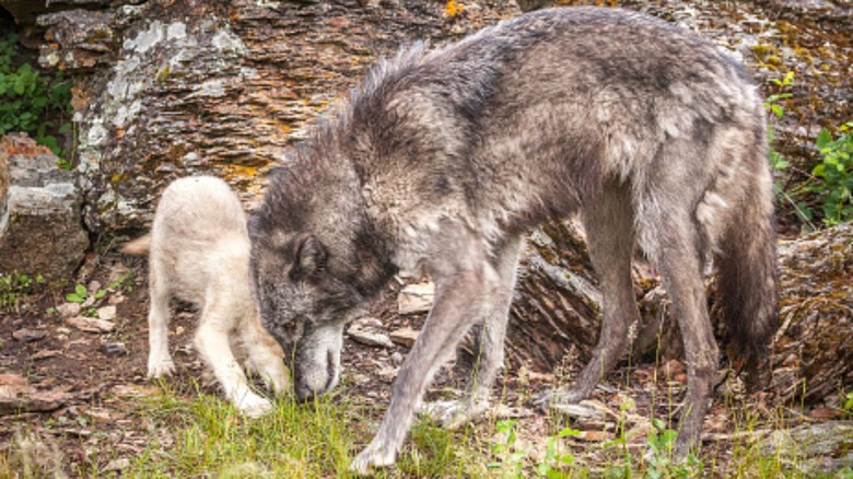 Loup gris protégeant son jeune chiot