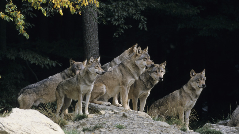 Une meute de loups gris sur un rocher