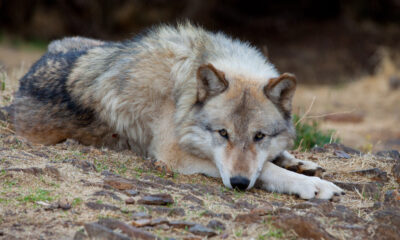 Les loups en voie de disparition sont de retour en Californie, alors voici la meilleure chose à faire si vous en voyez un