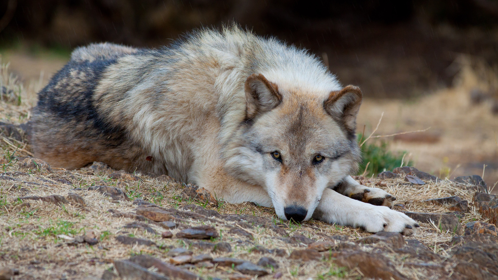 Les loups en voie de disparition sont de retour en Californie, alors voici la meilleure chose à faire si vous en voyez un