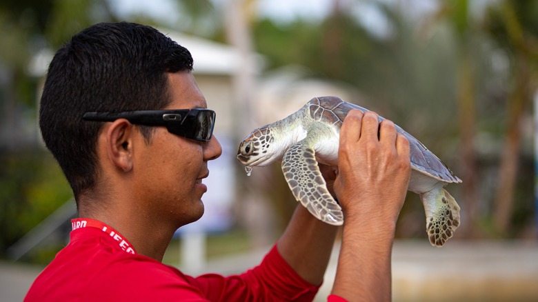 Homme tenant une tortue de mer Cayman