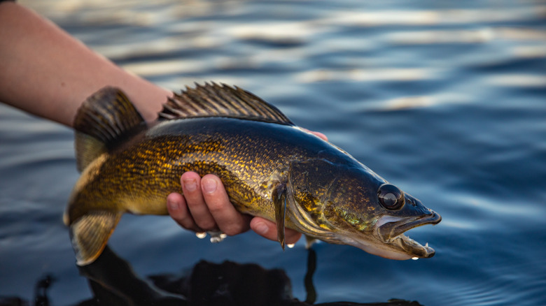 Un pêcheur brandit un doré