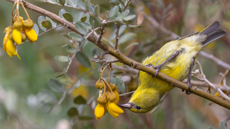 Oiseau Amakihi à Hawaï