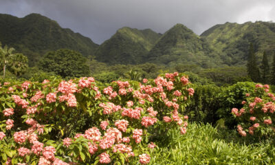 Échappez aux foules de Waikiki dans un arboretum sous-estimé de la forêt tropicale florissant de plantes vibrantes