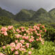 Échappez aux foules de Waikiki dans un arboretum sous-estimé de la forêt tropicale florissant de plantes vibrantes