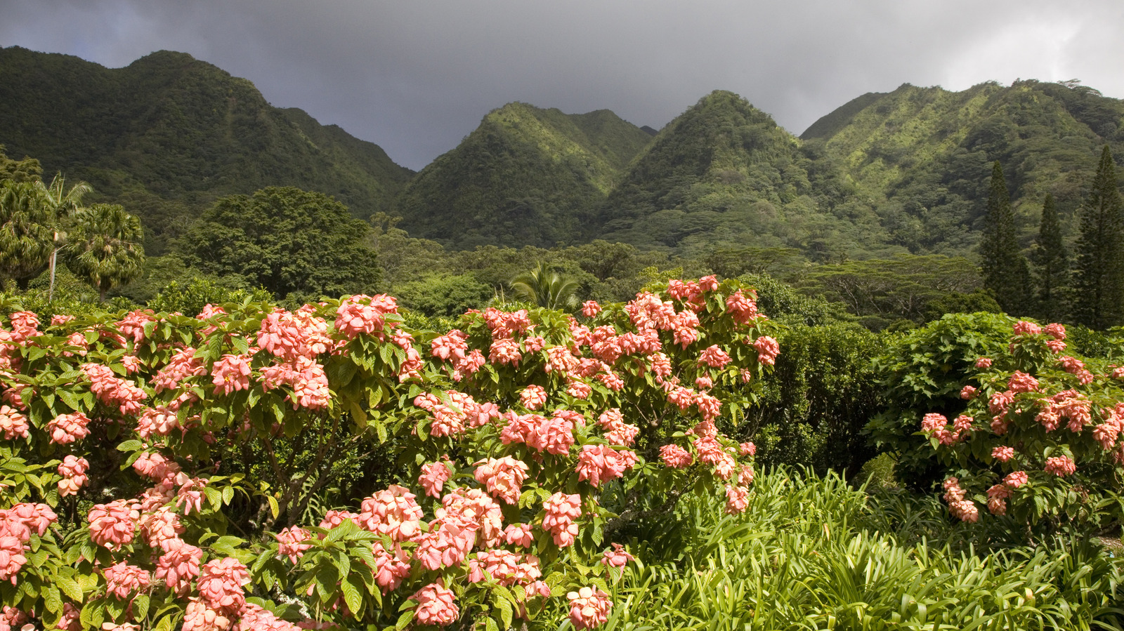 Échappez aux foules de Waikiki dans un arboretum sous-estimé de la forêt tropicale florissant de plantes vibrantes