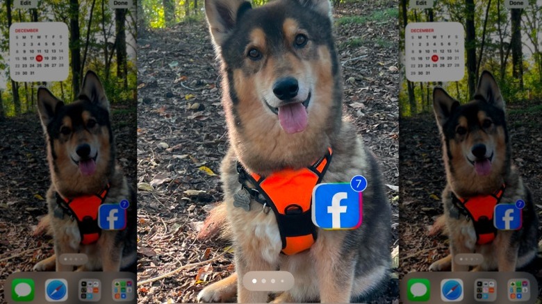 Capture d'écran iPhone avec applications groupées et arrière-plan d'un chien