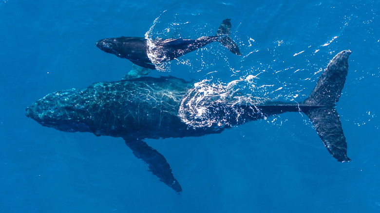 Mère et bébé baleines à bosse à Hawaï