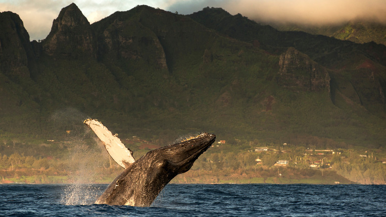 Une baleine à bosse perce une brèche à Hawaï