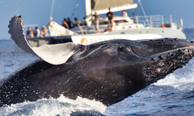 Se faire « agresser » pendant l'observation des baleines serait l'expérience hawaïenne la plus magique