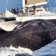 Se faire « agresser » pendant l'observation des baleines serait l'expérience hawaïenne la plus magique