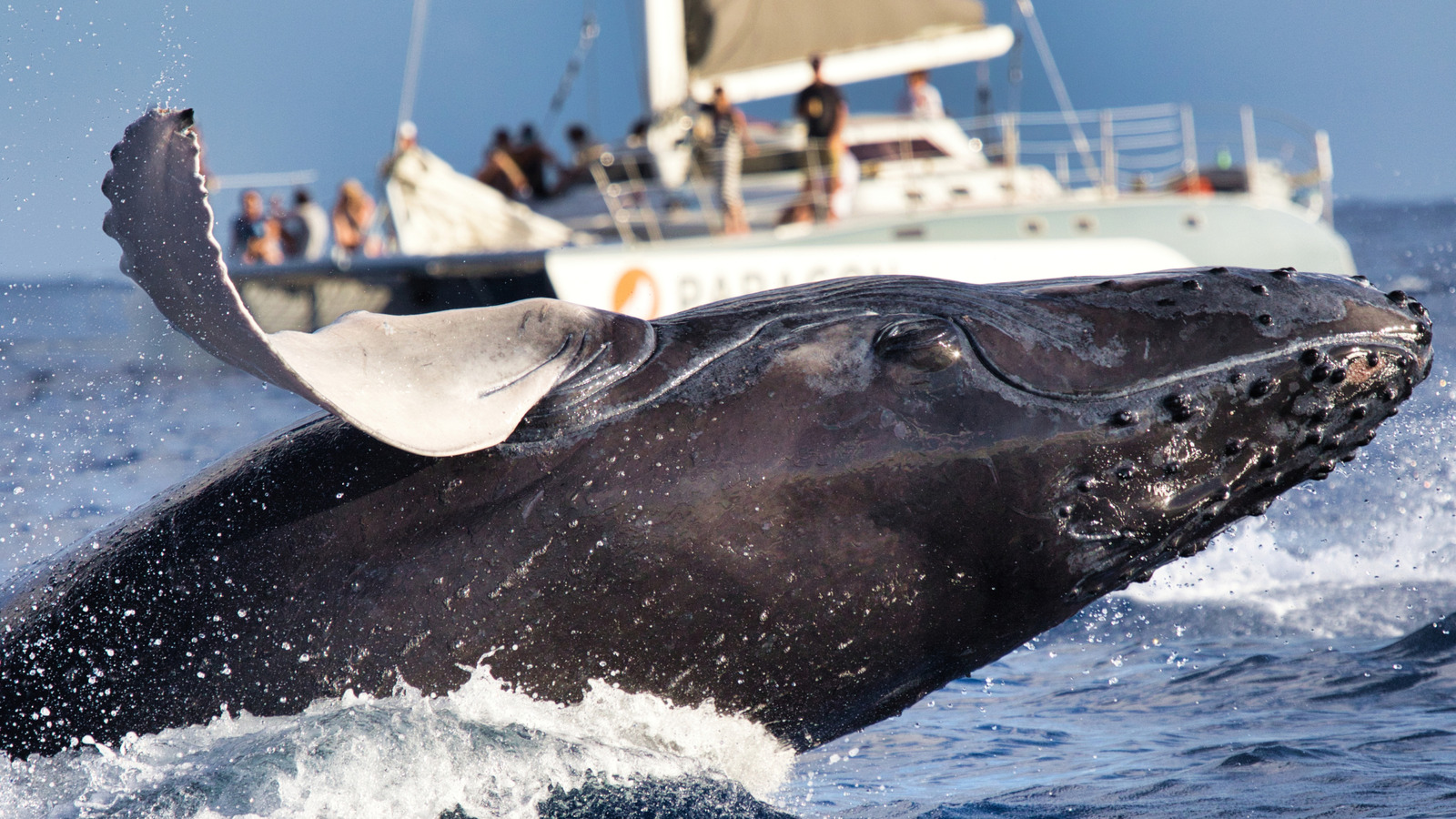 Se faire « agresser » pendant l'observation des baleines serait l'expérience hawaïenne la plus magique