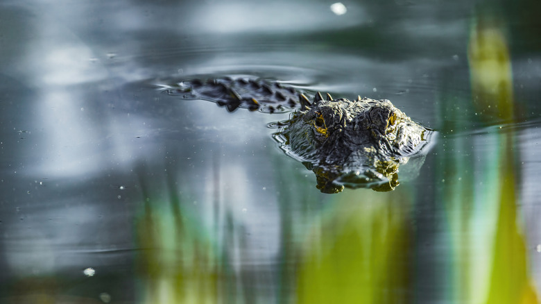 Un alligator glisse dans l'eau avec des reflets verts à la surface