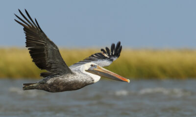 Le meilleur endroit pour observer les oiseaux au Texas est une destination vierge méconnue avec de jolies plages