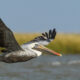 Le meilleur endroit pour observer les oiseaux au Texas est une destination vierge méconnue avec de jolies plages