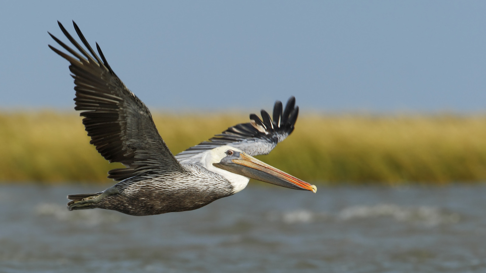 Le meilleur endroit pour observer les oiseaux au Texas est une destination vierge méconnue avec de jolies plages