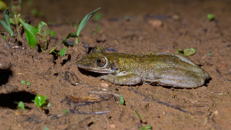 Une grenouille vert clair avec de grands yeux et un visage saillant se trouve dans la terre