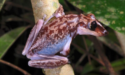 Les deux seules grenouilles considérées comme venimeuses