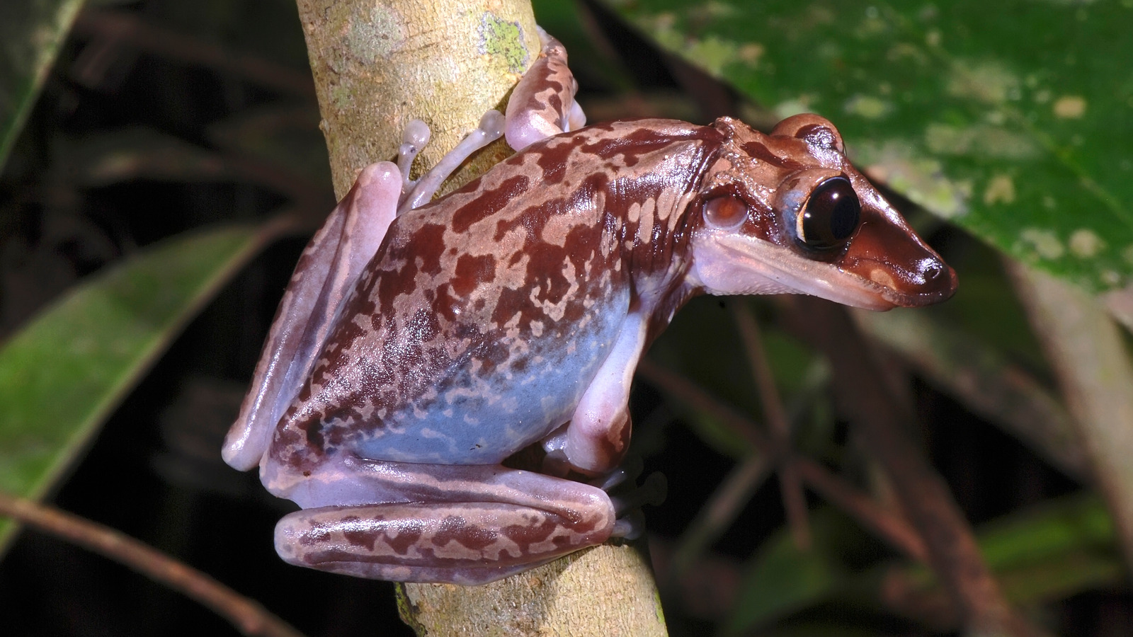 Les deux seules grenouilles considérées comme venimeuses