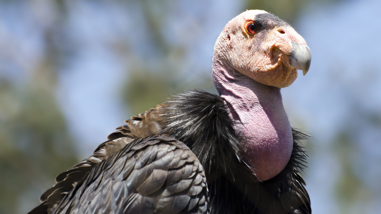 Condor de Californie