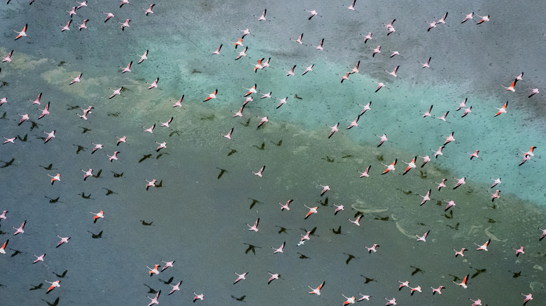 Une volée de flamants roses migre au-dessus d’une grande étendue d’eau