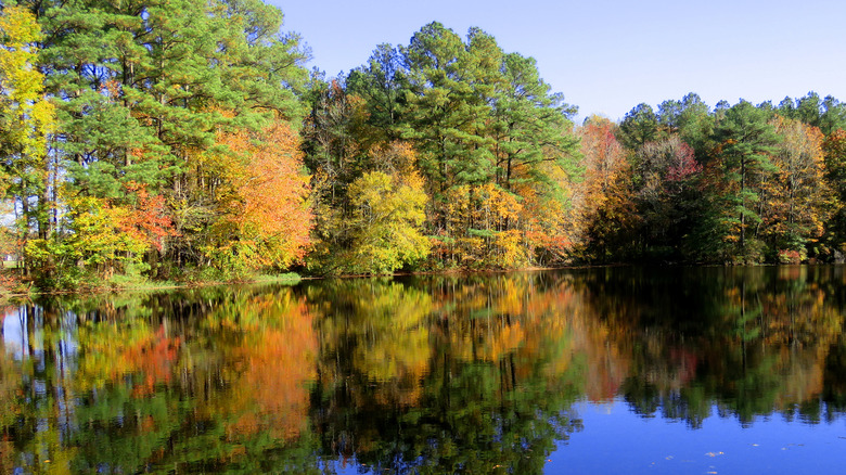 Feuillage d'automne reflété dans l'eau de l'étang