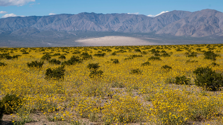 Superfloraison de la Vallée de la Mort