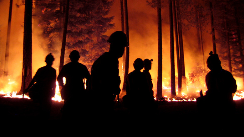 Un groupe de pompiers luttant contre un incendie dans les arbres