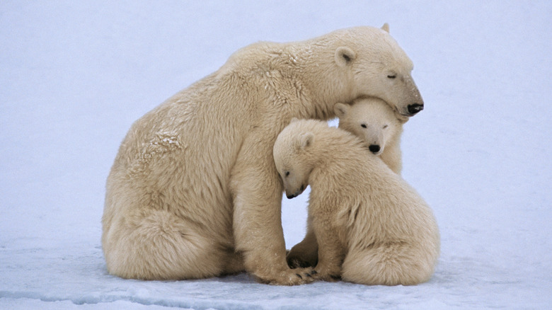 Ours polaire avec deux petits