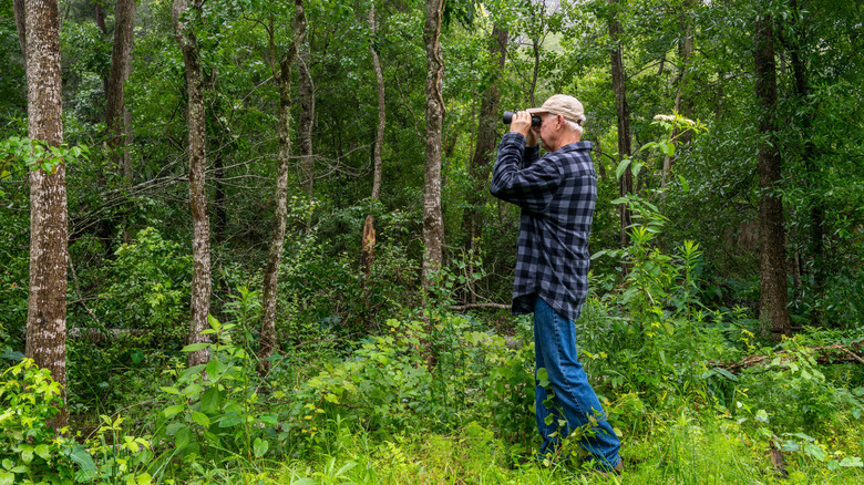 Homme observant les oiseaux dans les bois du Texas