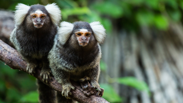 Singes Ouistiti sur une branche