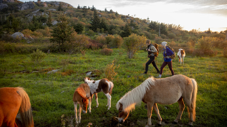 Poneys sauvages paissant sur un sentier de randonnée