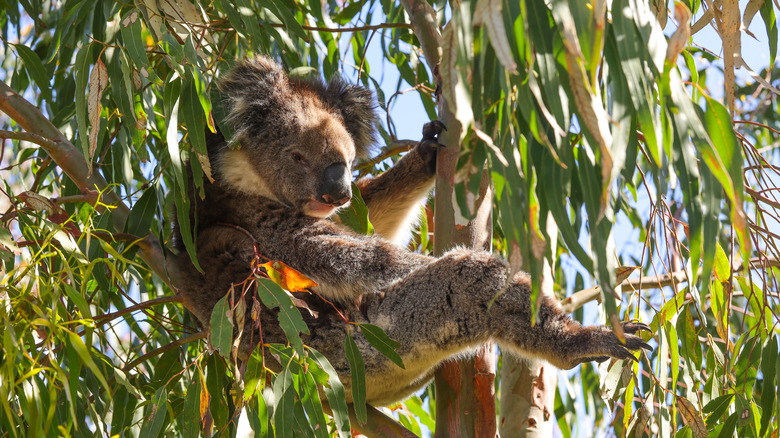 Un koala se détend dans un eucalyptus