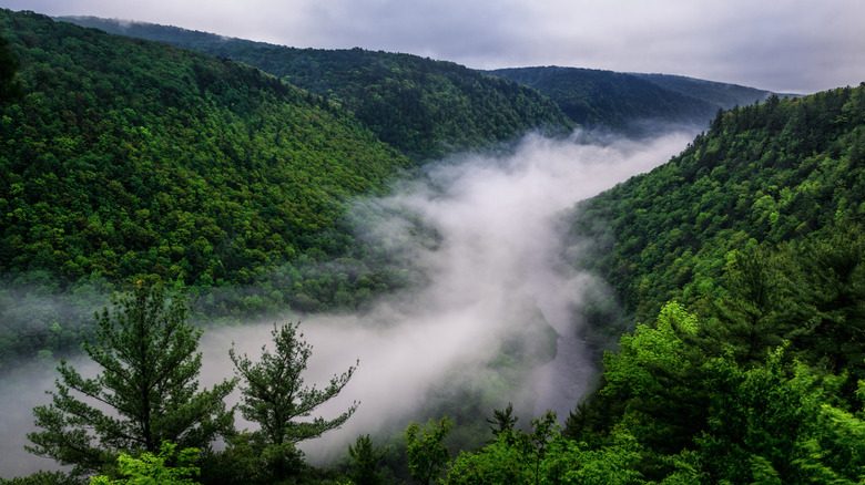 Brouillard couvrant la gorge de Pine Creek