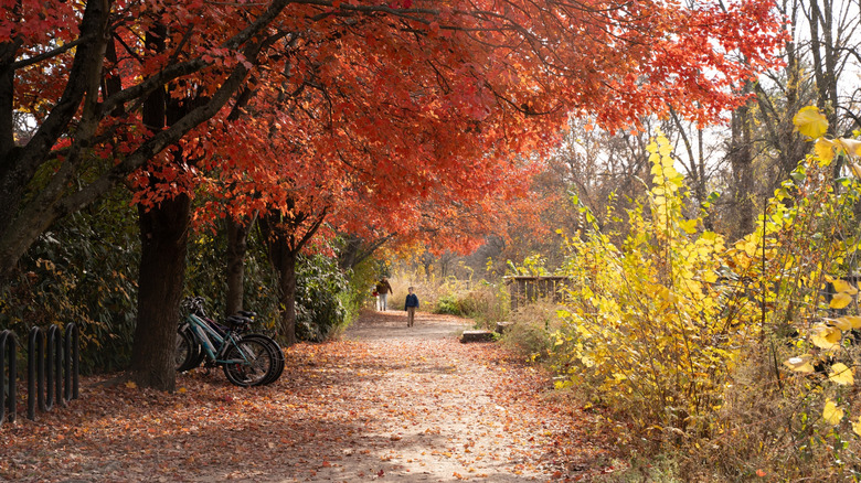 Feuillage d'automne le long du sentier pédestre à Lambertville, New Jersey