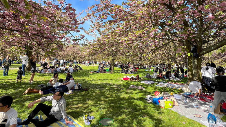 Les gens pique-niquent sous les fleurs de cerisier