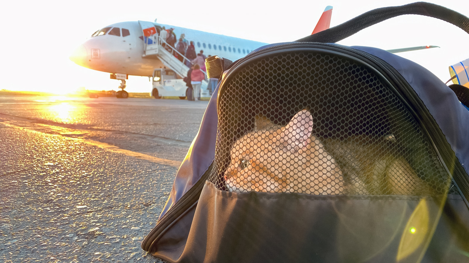 Que faire en tant que personne souffrant d'allergies graves aux animaux de compagnie dans un avion avec un animal d'assistance