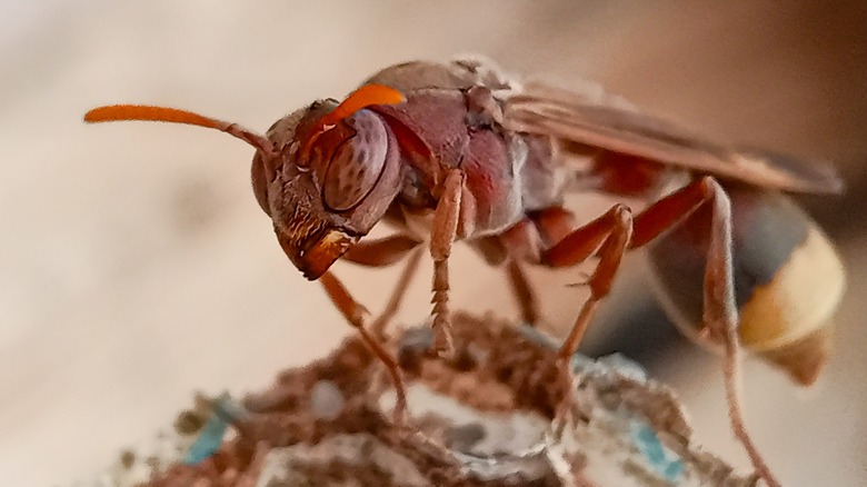 Un frelon oriental de couleur rouge rouille est assis sur son nid