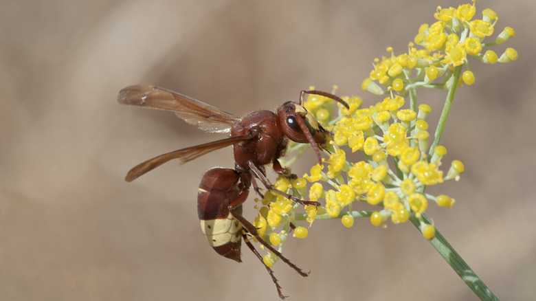 Un frelon oriental grimpe sur une petite fleur jaune