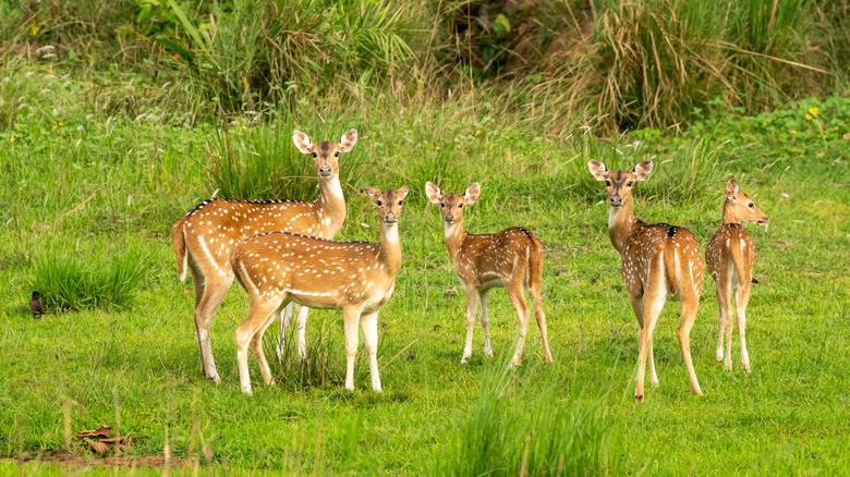 Une famille de cerfs se tient au garde-à-vous dans un pré