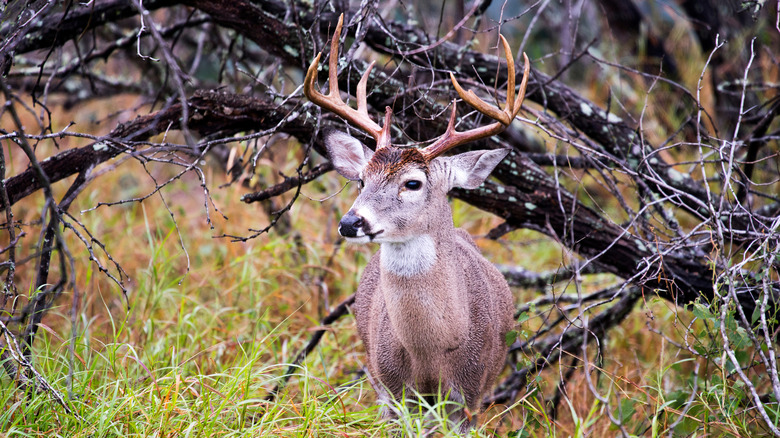 cerf avec bois au Choke Canyon State Park au Texas