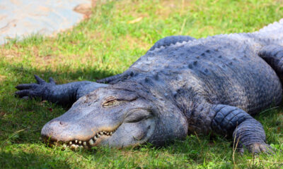 Un canyon pittoresque mais dangereux est l'une des destinations les plus remplies d'alligators du Texas