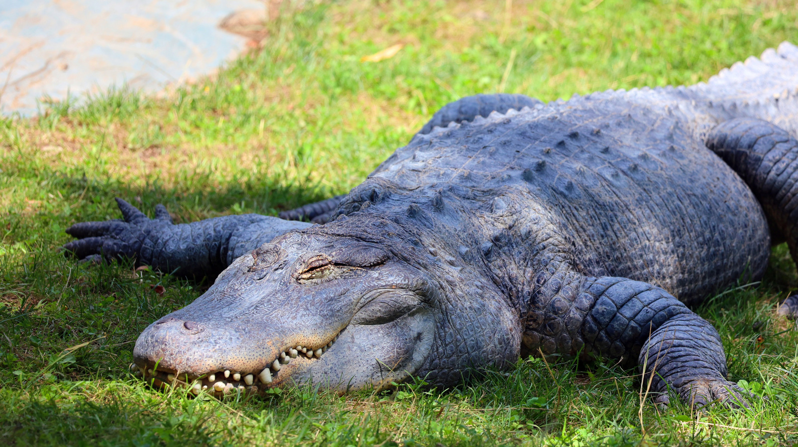 Un canyon pittoresque mais dangereux est l'une des destinations les plus remplies d'alligators du Texas