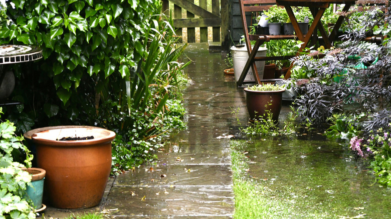 la pluie tombe dans un jardin