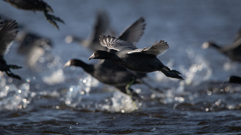 Foulques d'Amérique survolant le lac Reelfoot